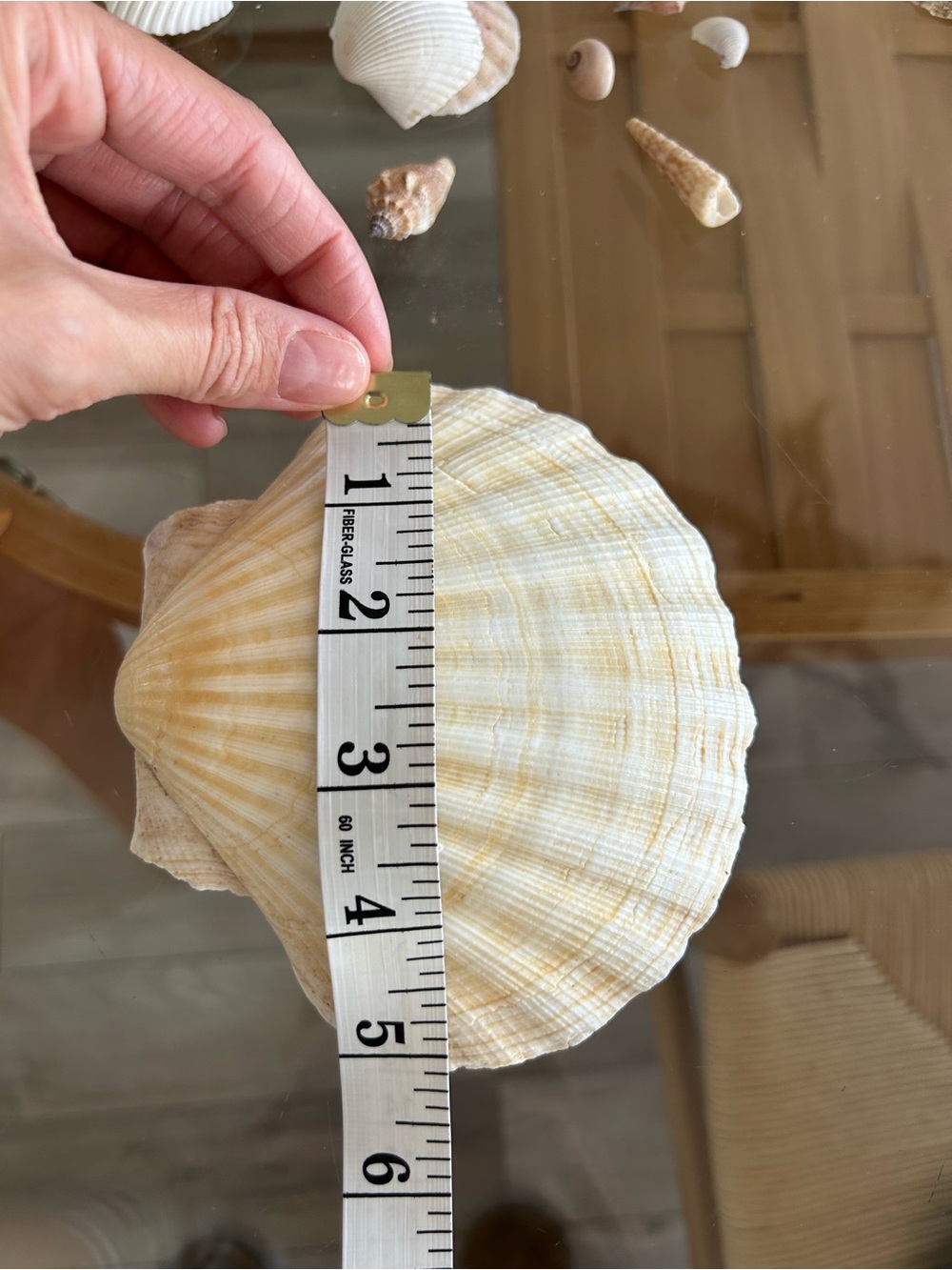 Assorted Natural Sea Shell Collection - Picture 10 of 10